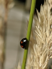 Exochomus quadripustulatus