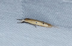 Roeslerstammiidae