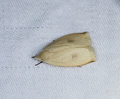 Scythropiodes