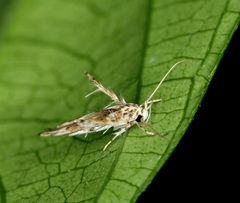 Stathmopoda stimulata
