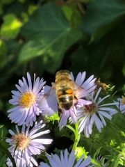 Eristalis tenax