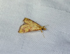 Pyrausta ignealis