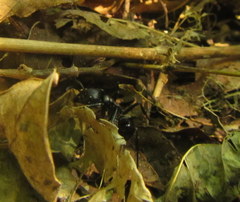 Streblognathus peetersi