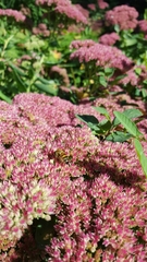 Apis mellifera