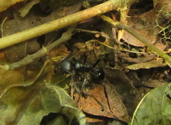 Streblognathus peetersi