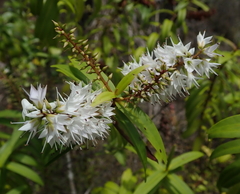 Veronica ligustrifolia