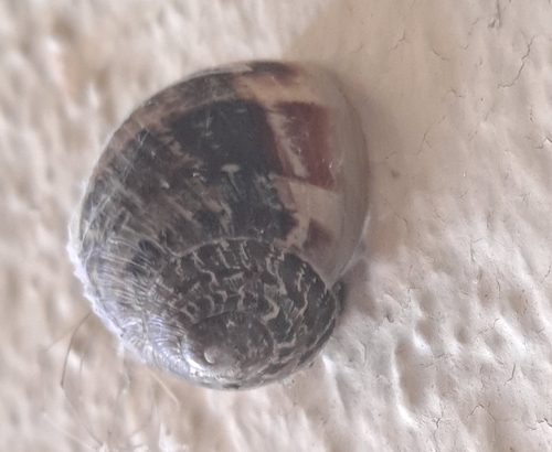 Cornu aspersum