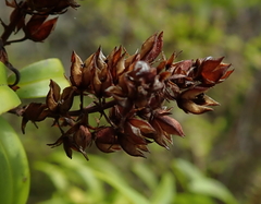 Veronica ligustrifolia