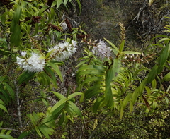 Veronica ligustrifolia