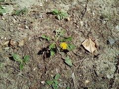 Taraxacum officinale