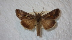 Autographa gamma
