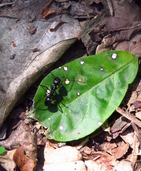 Streblognathus peetersi