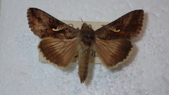 Autographa gamma