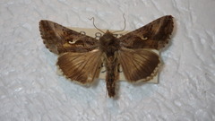 Autographa gamma