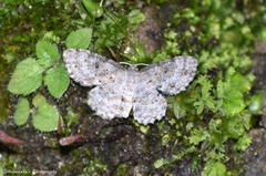 Dischidesia cinerea