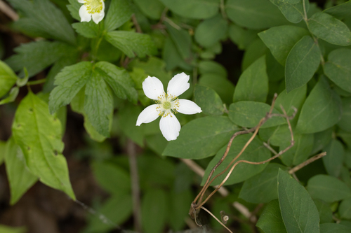 Tall anemone (Anemone virginiana)
