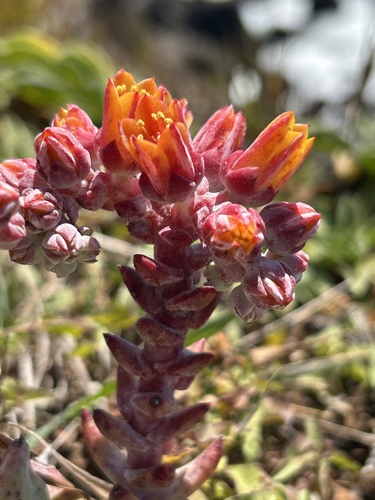 Palmer's dudleya (Dudleya palmeri)