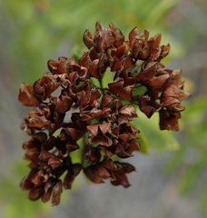 Veronica diosmifolia