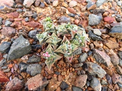 Crassula deltoidea