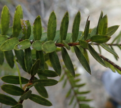 Veronica diosmifolia