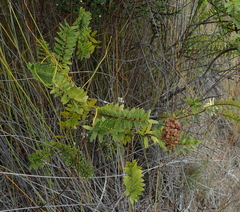 Veronica diosmifolia