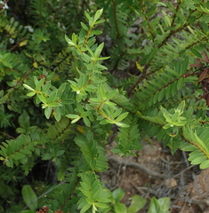 Veronica diosmifolia
