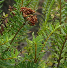 Veronica diosmifolia