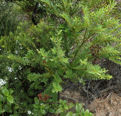 Veronica diosmifolia