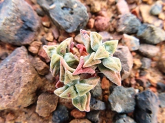 Crassula deltoidea