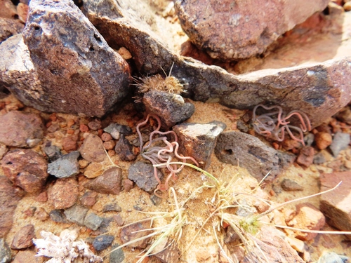 Trachyandra jacquiniana