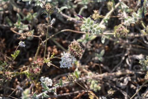 Coastal Carrot (Daucus glaber)