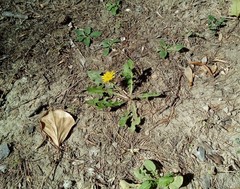 Taraxacum officinale