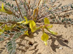 Astragalus flexus