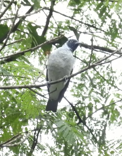Black-faced Cotinga (Conioptilon mcilhennyi), photo 6