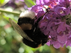Bombus terrestris