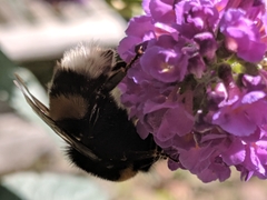 Bombus terrestris