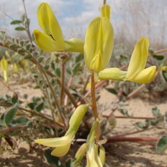 Astragalus flexus