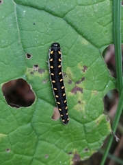 Tenthredo mandibularis