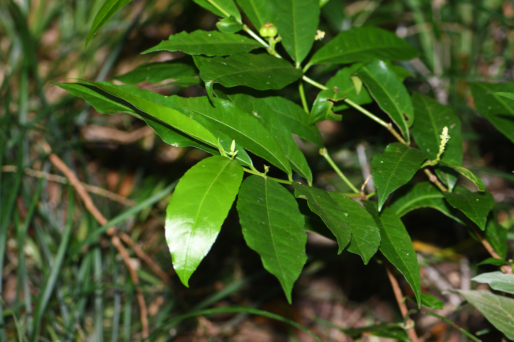 Excoecaria formosana (Excoecaria formosana)