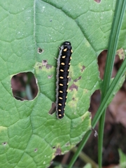 Tenthredo mandibularis