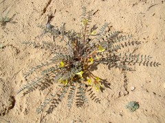 Astragalus flexus