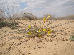 Astragalus flexus