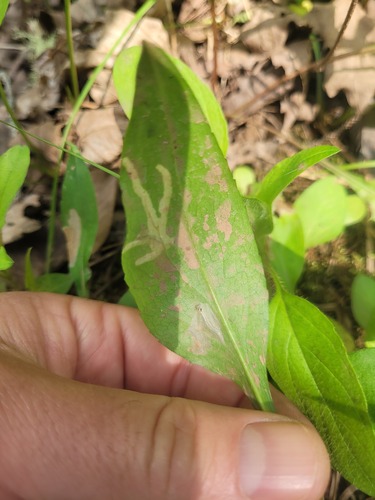 Landryia impositella
