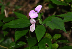 Dicliptera tinctoria