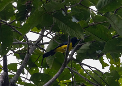 Melanochlora sultanea