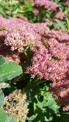 Apis mellifera