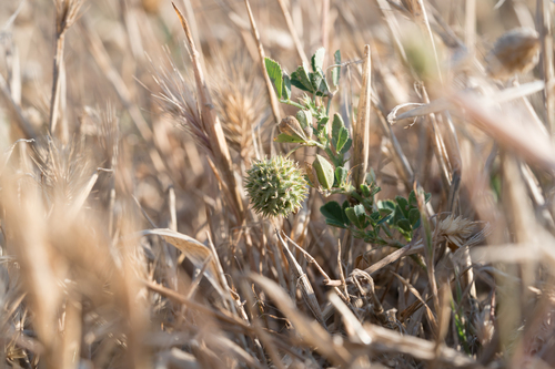 Ciliate Medick (Medicago ciliaris)