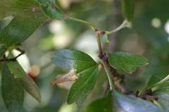 Phyllonorycter oxyacanthae
