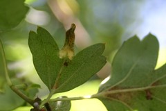 Phyllonorycter oxyacanthae