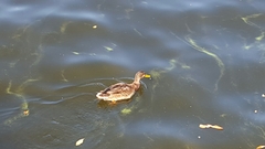 Anas platyrhynchos